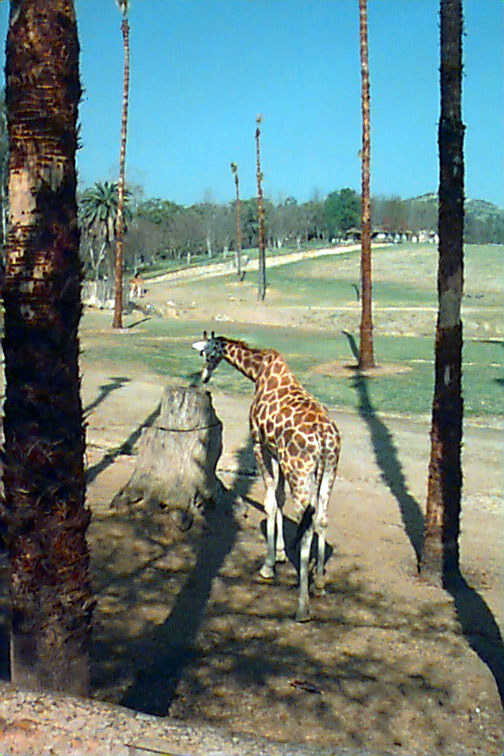 Palm Springs - January 1998