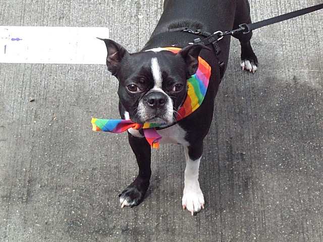 Seattle Gay Pride