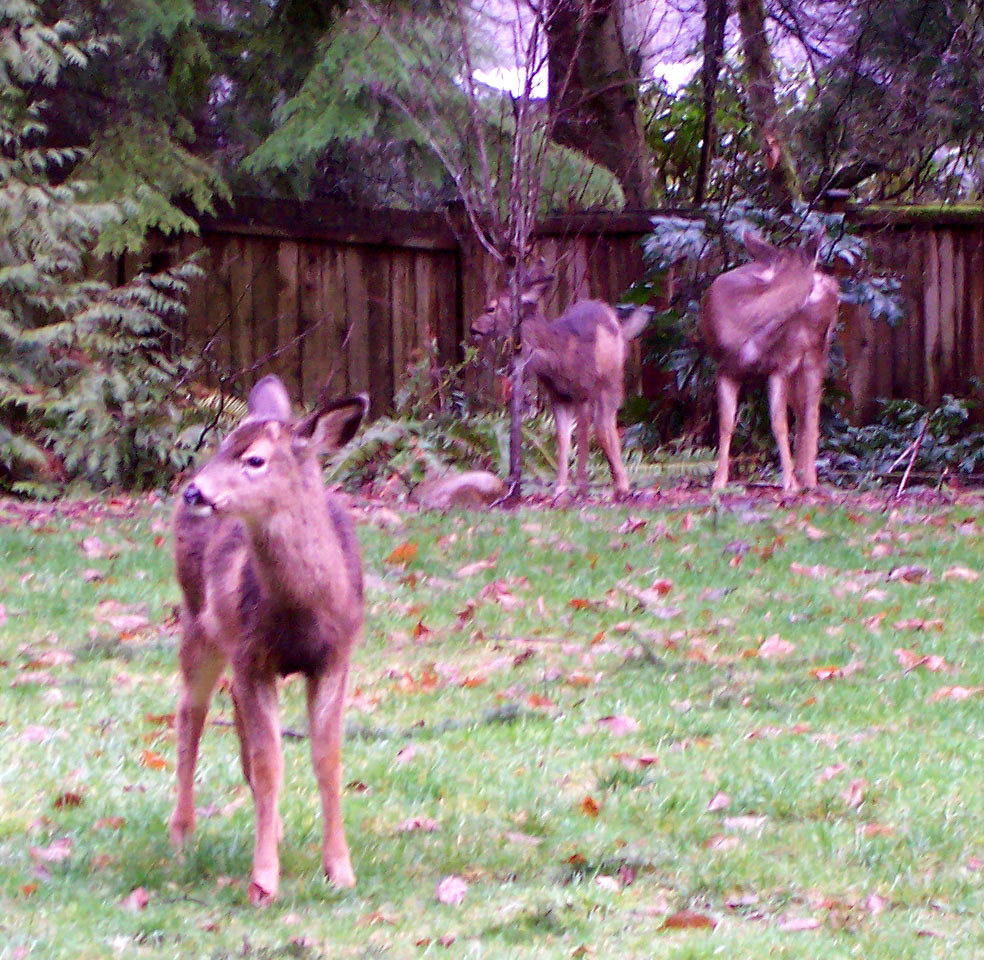 Visiting Deer