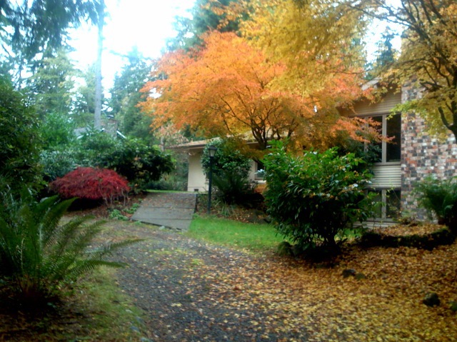 Fall Colors