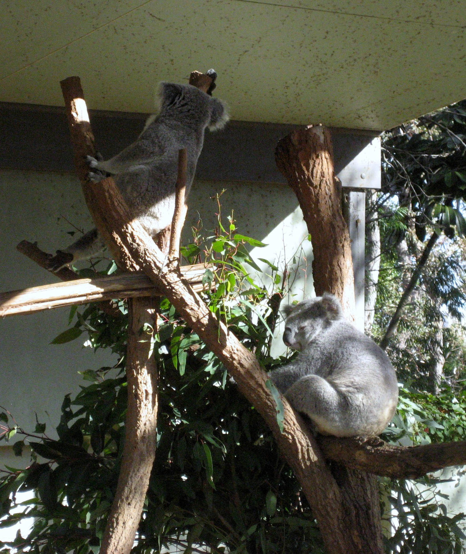 Koala Bears