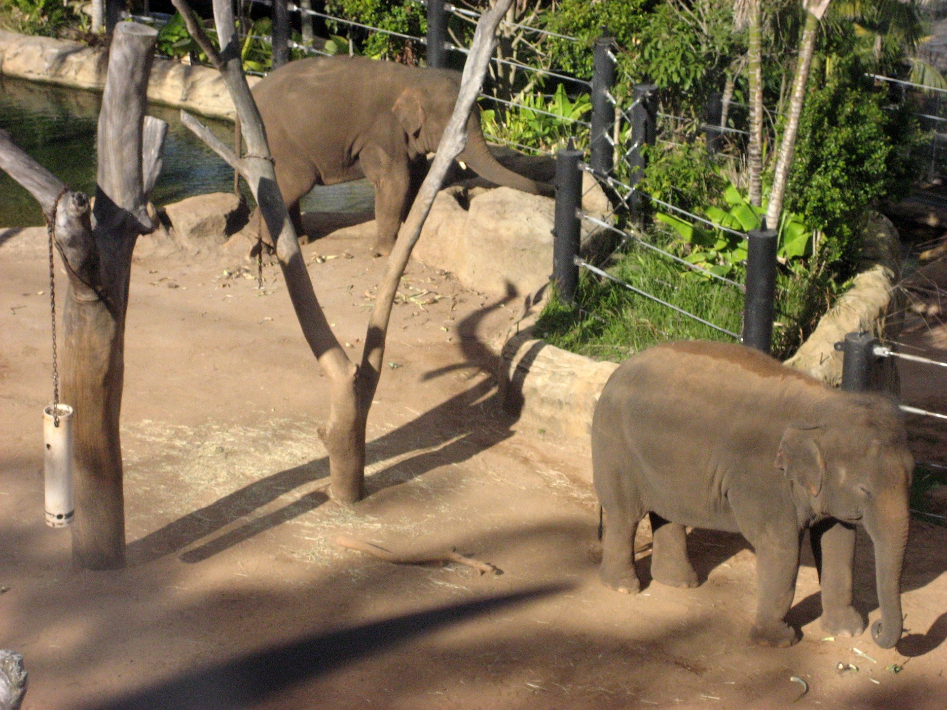 Elephants