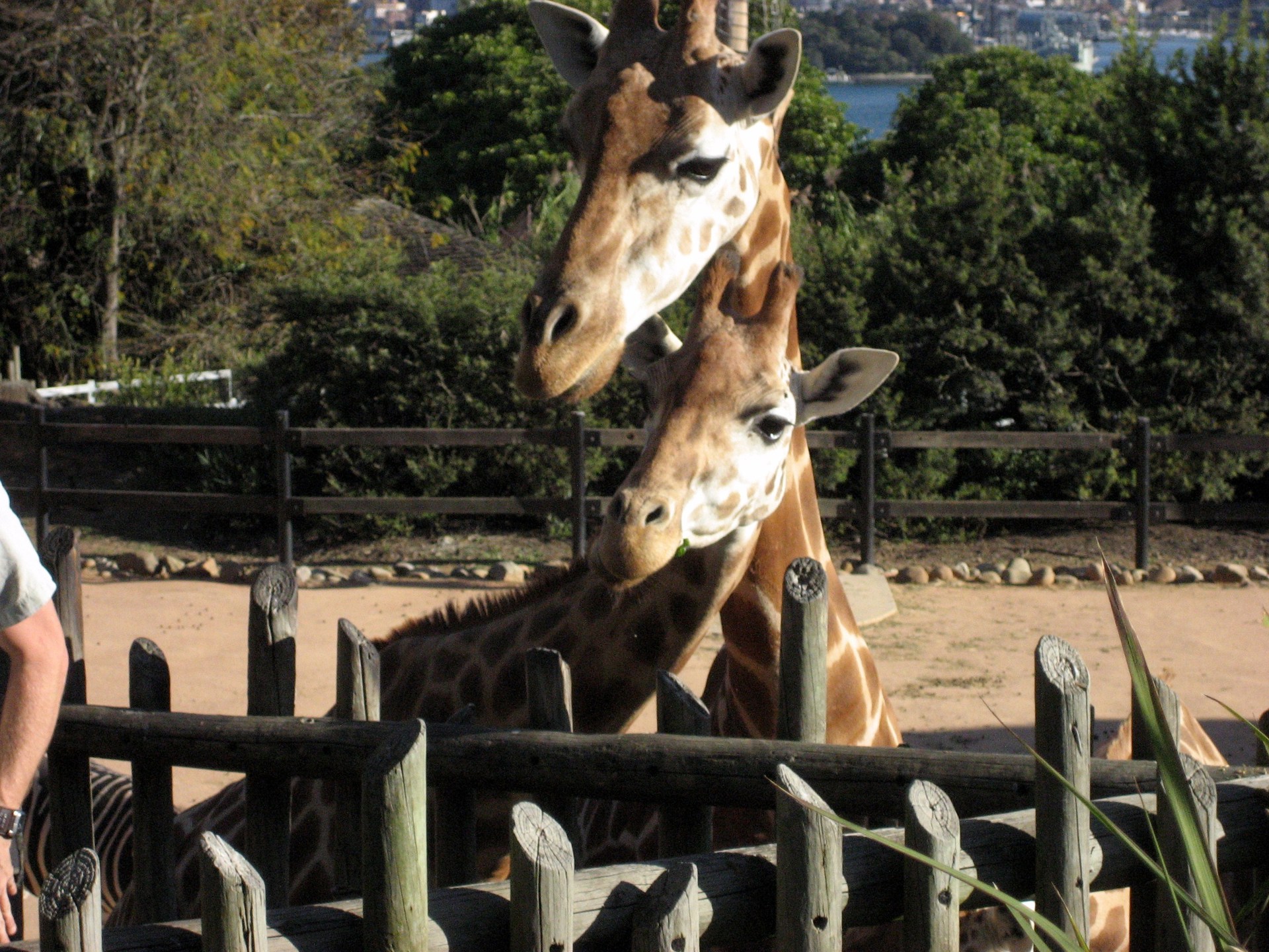Giraffes