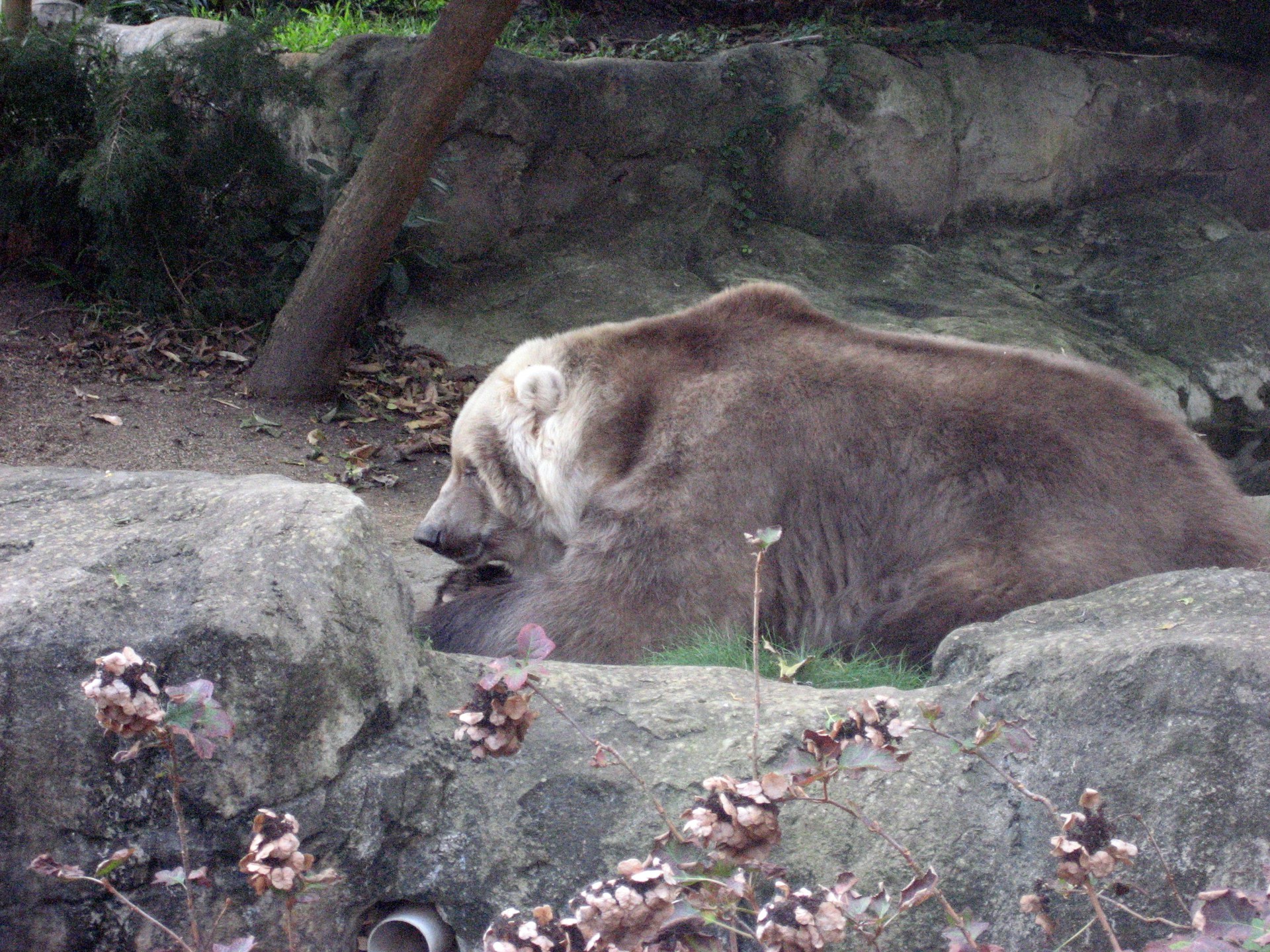 Kodiak Bear