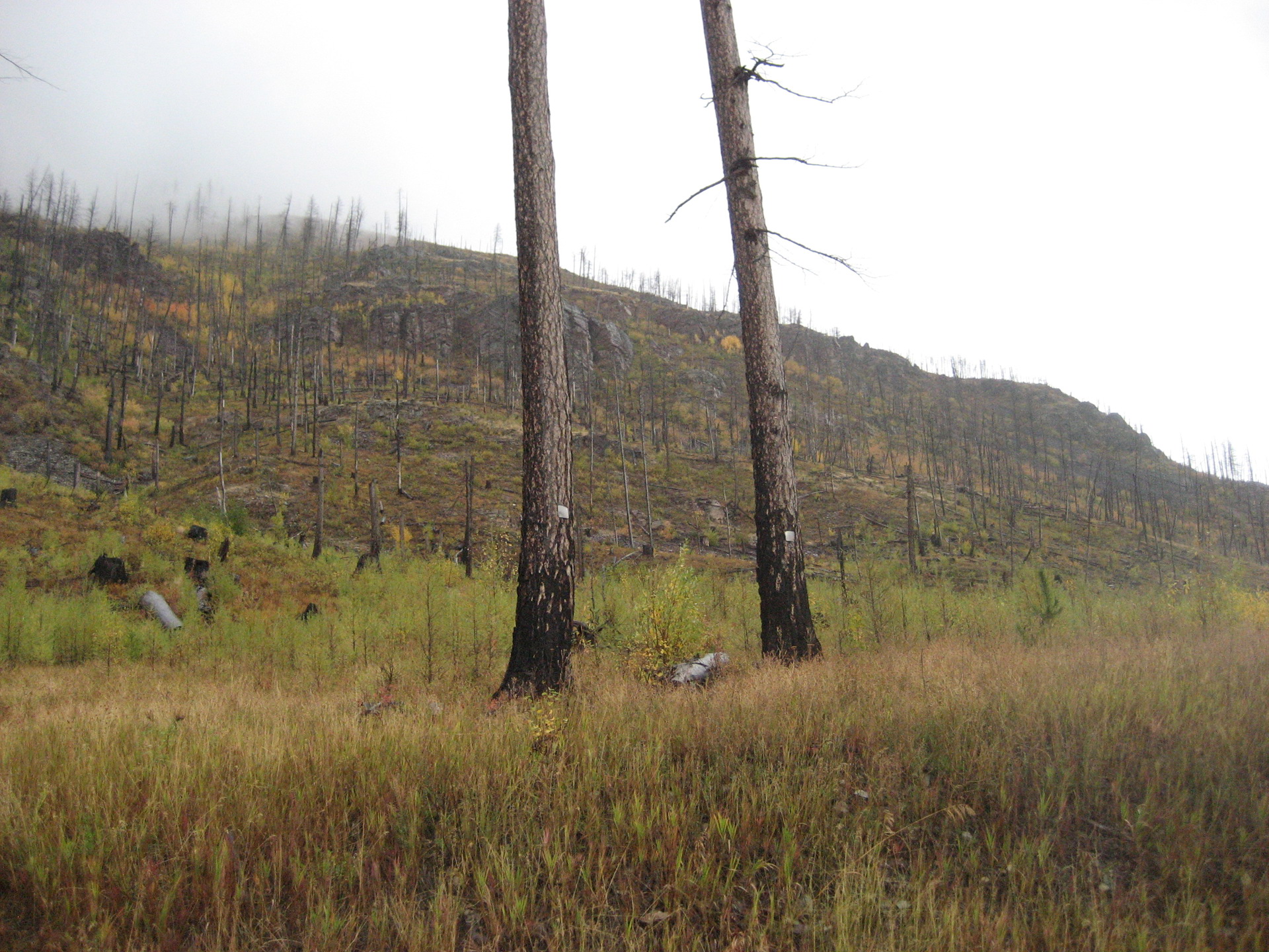 Montana Roadtrip 2011