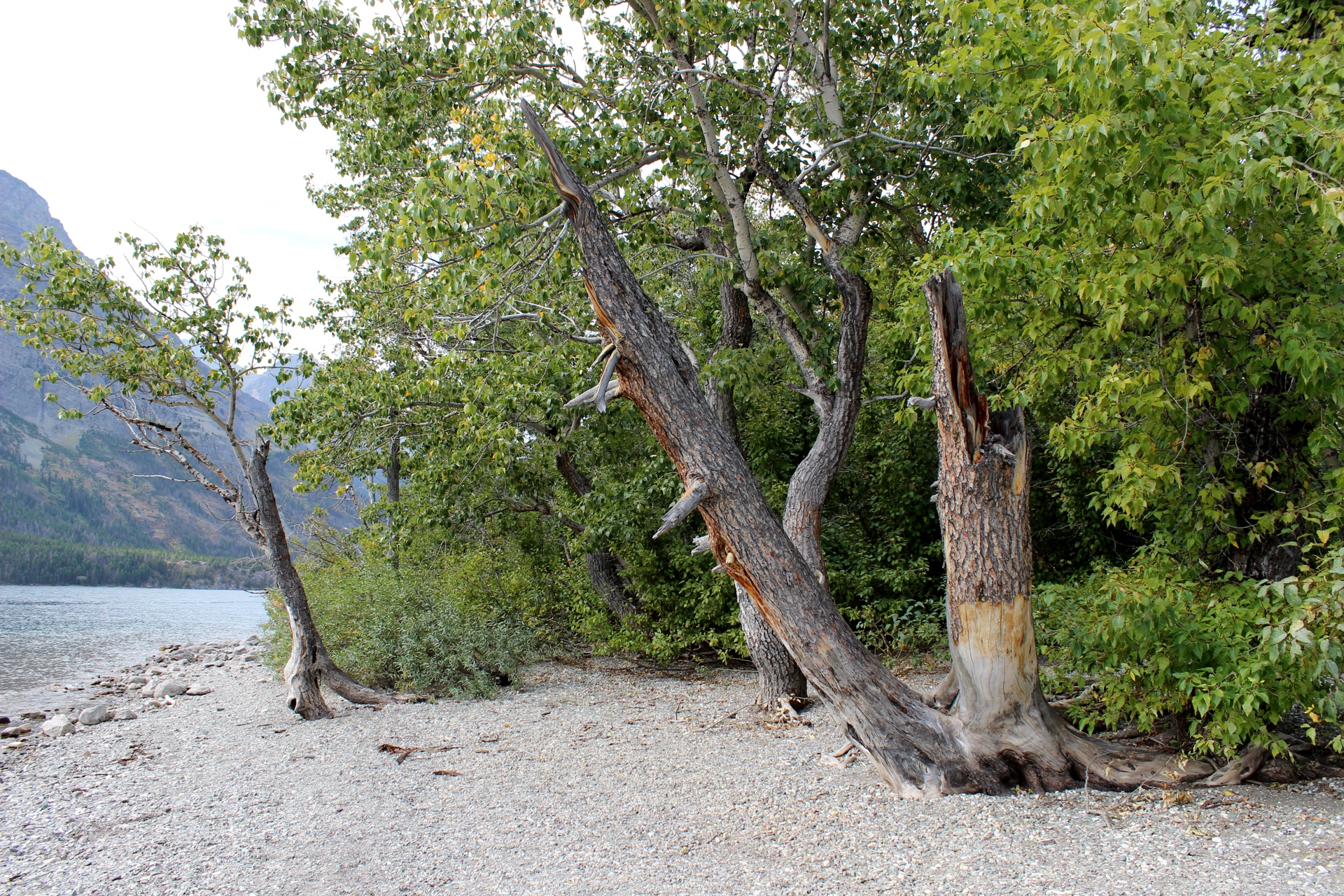 Montana Roadtrip 2012