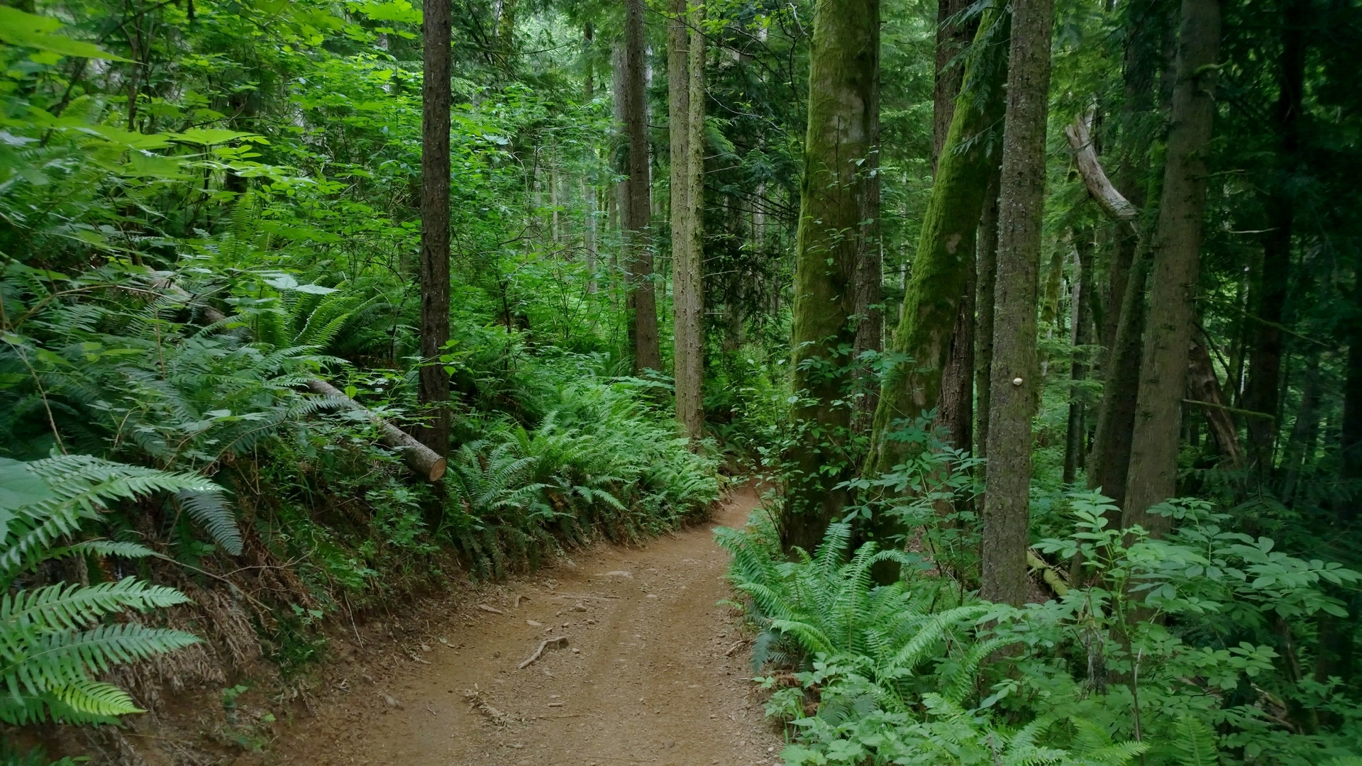 ATV Ride in Capitol Forest