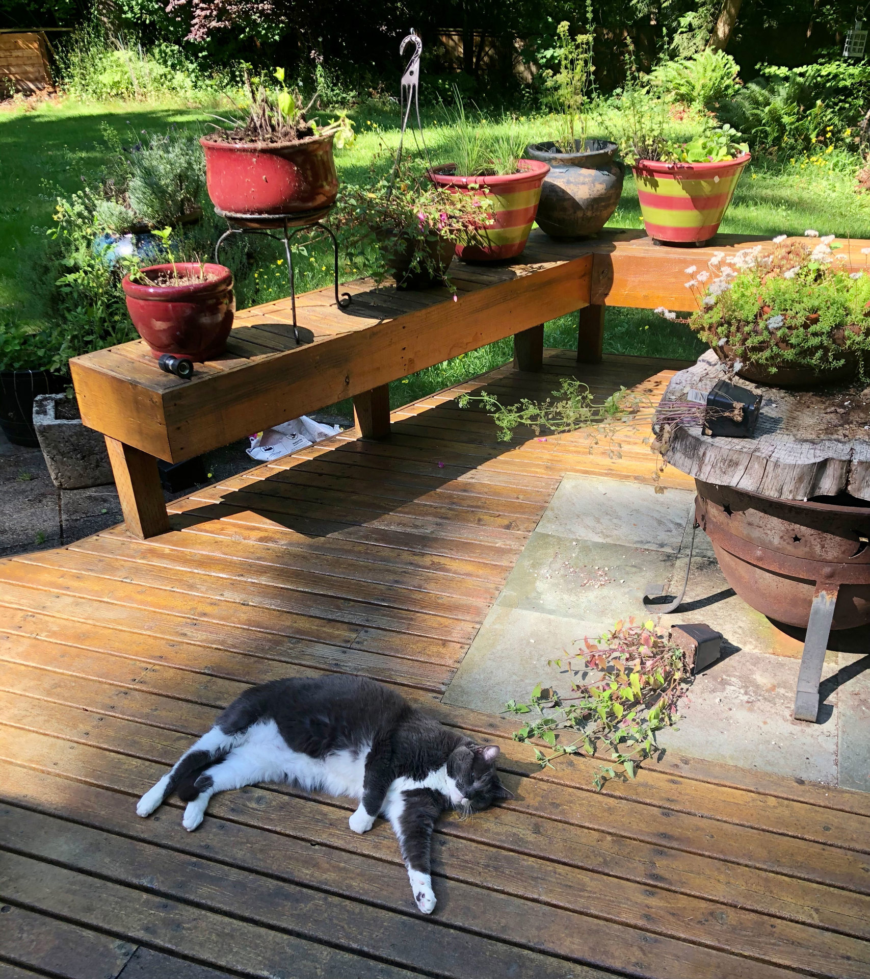 Schmoo found the catnip