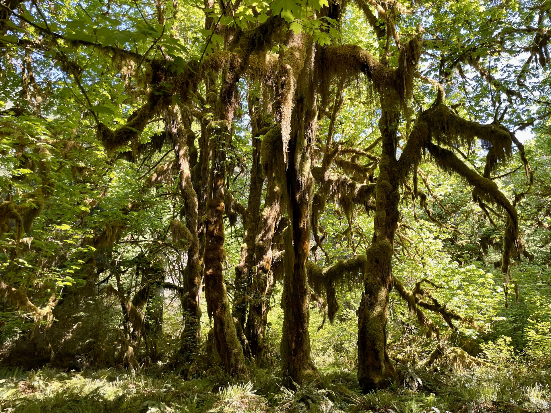 Hoh Rain Forest