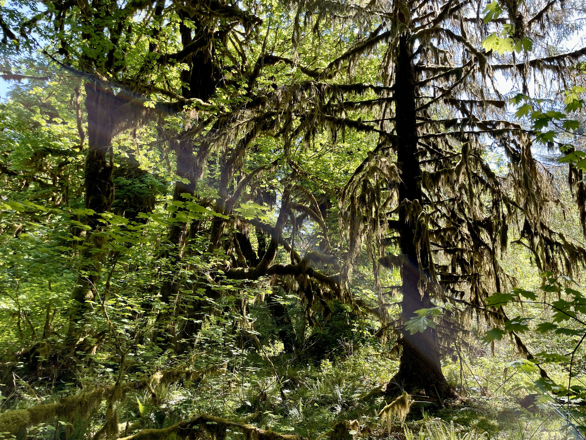 Hoh Rain Forest
