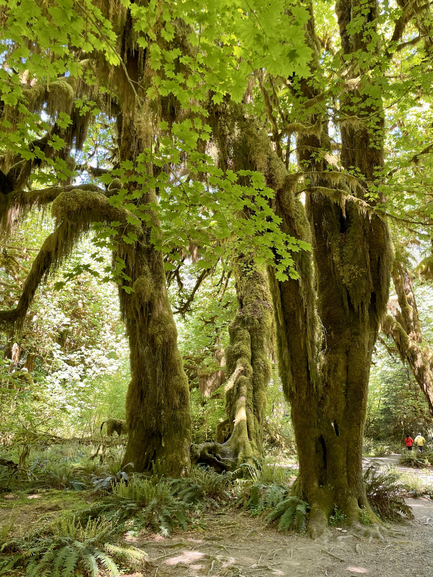 Hoh Rain Forest