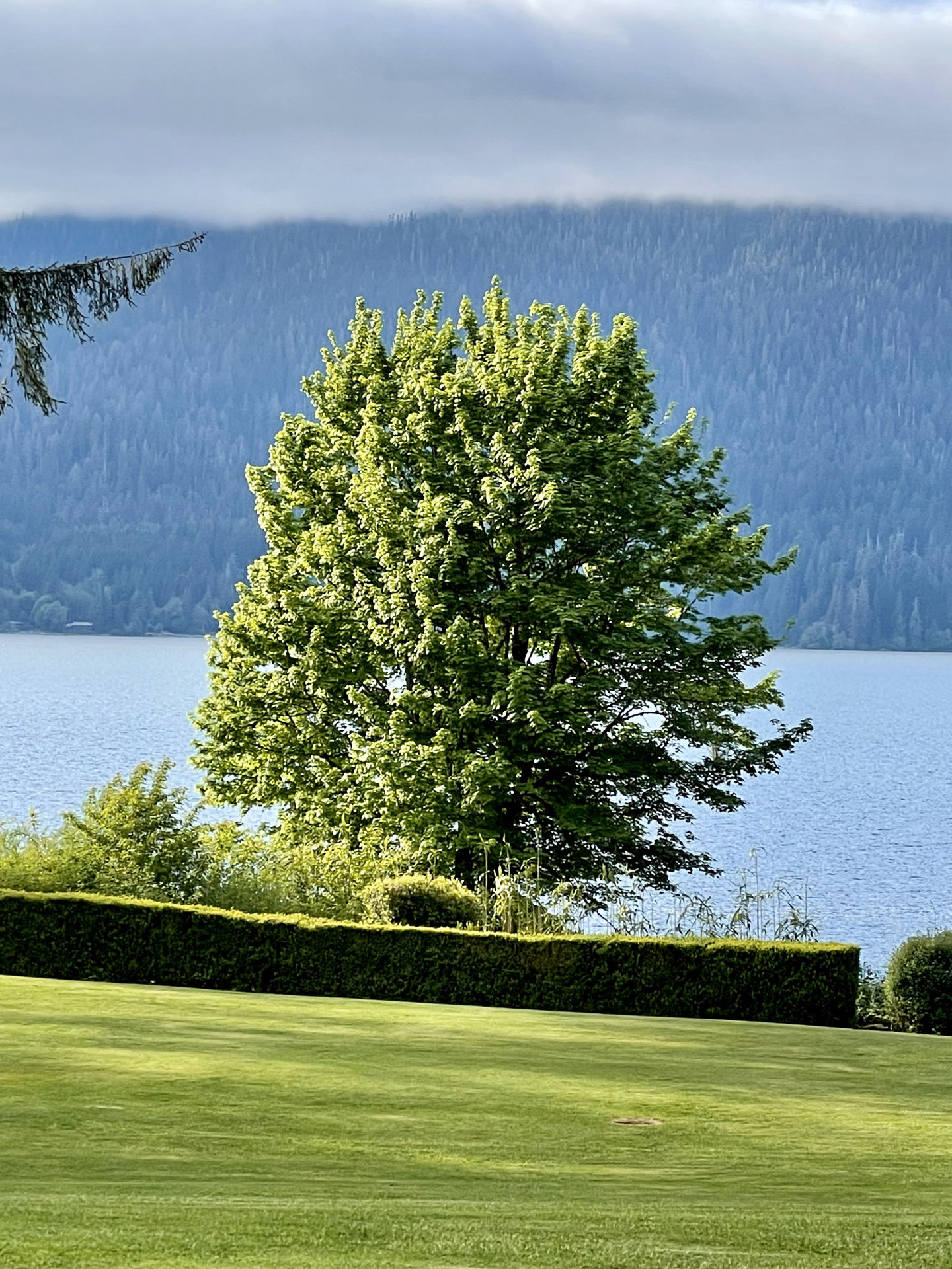 Lake Quinault
