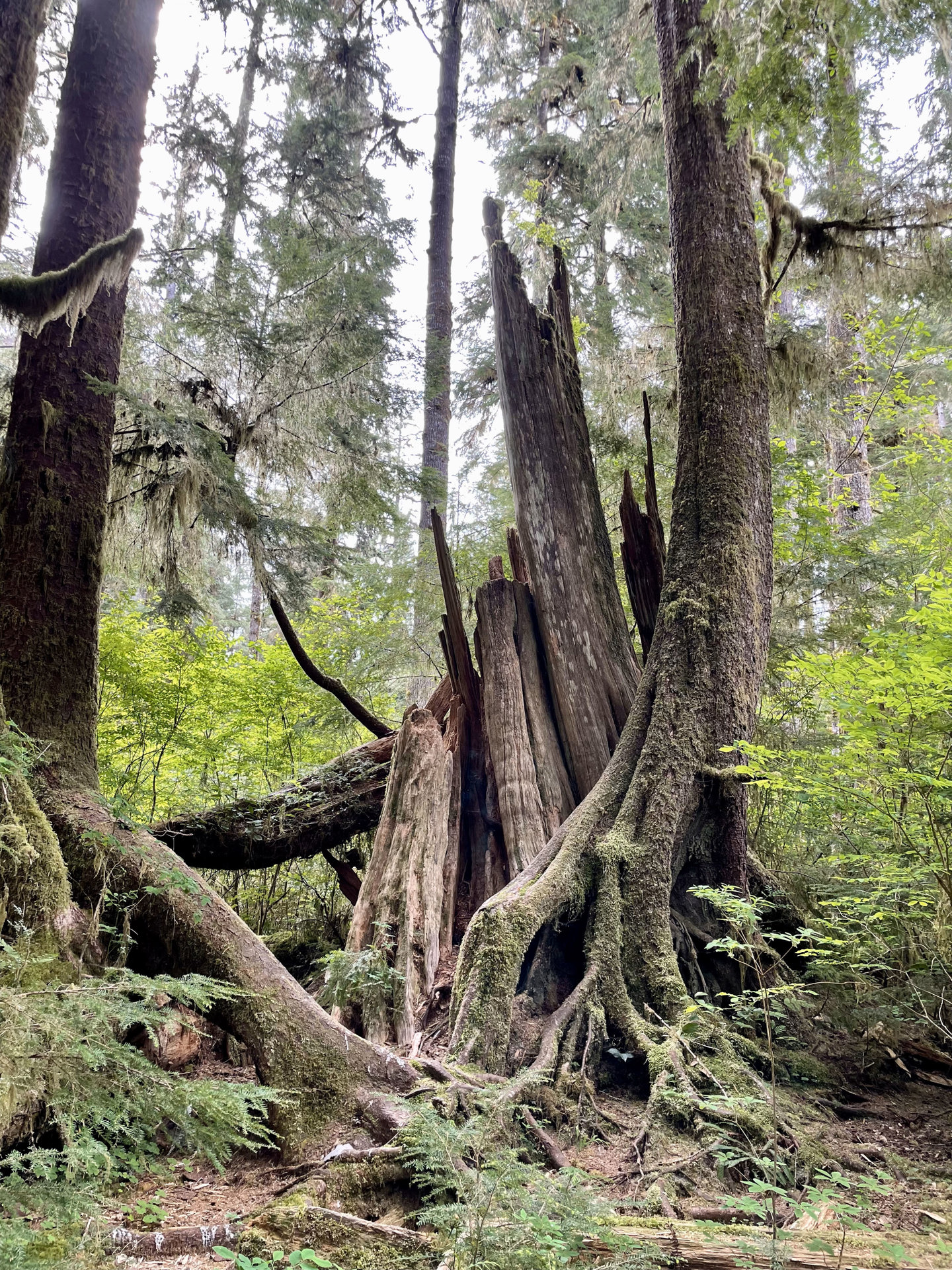 Lake Quinault