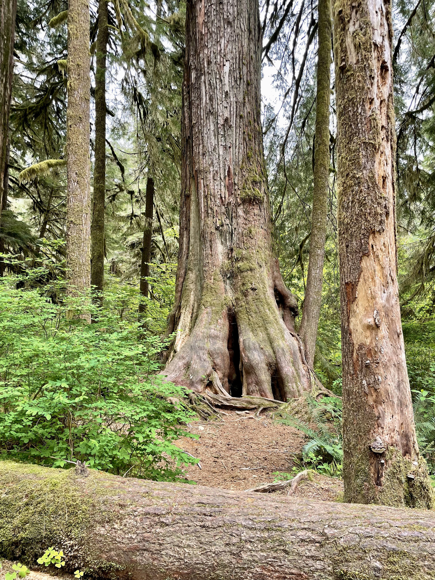 Lake Quinault