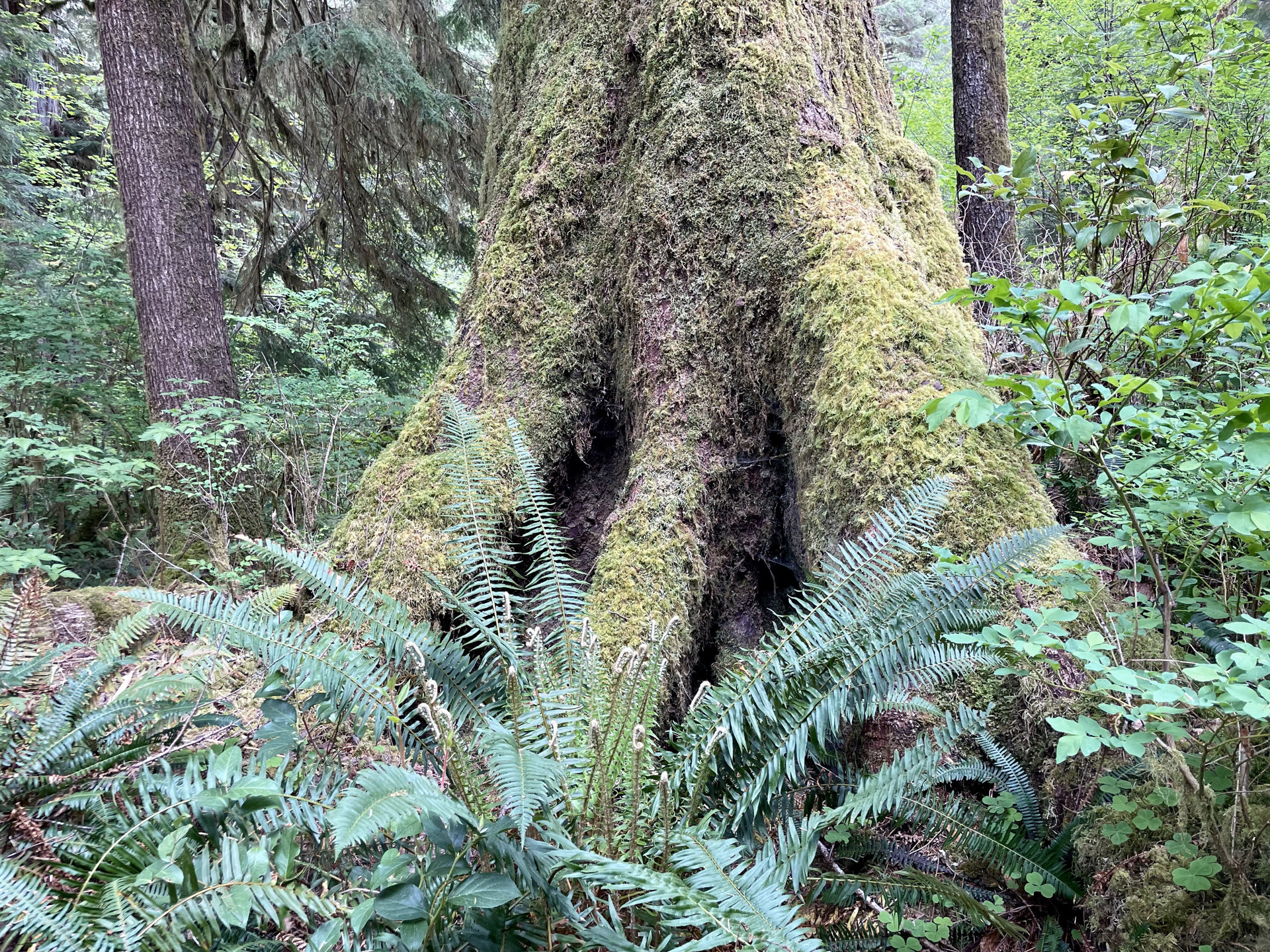 Lake Quinault