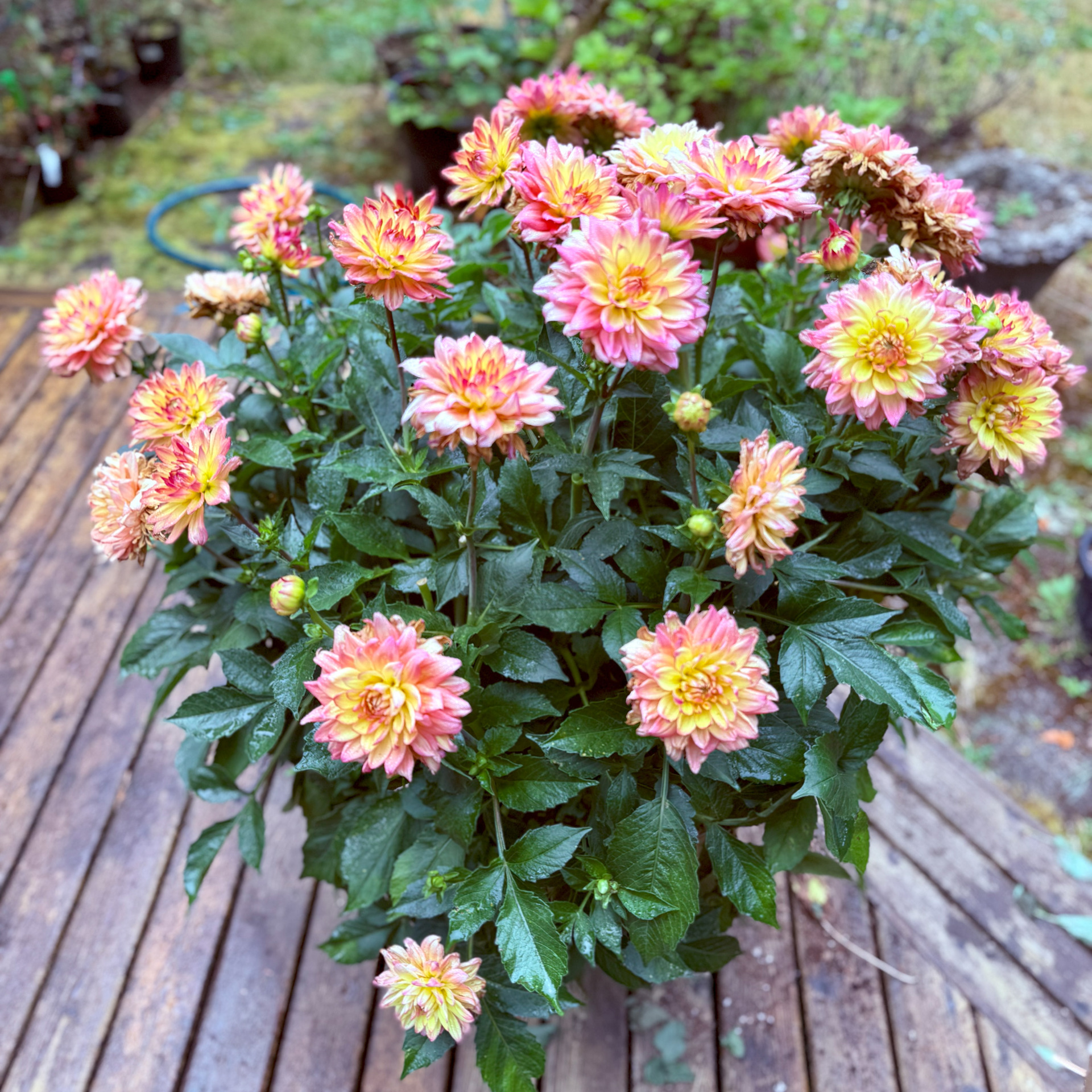 Dahlia