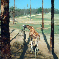 Palm Springs - January 1998