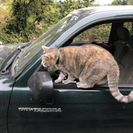 Vogue vs. the Green Dragon