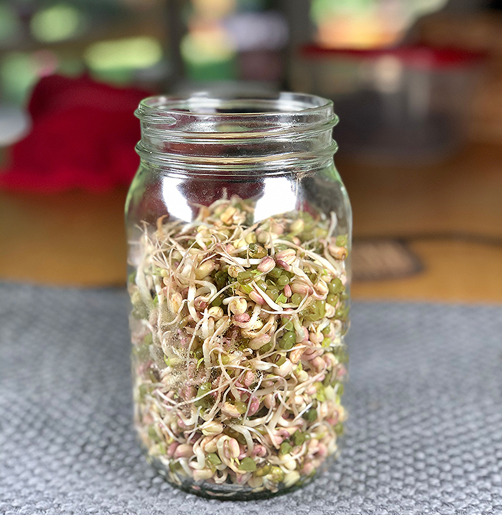 Mung Bean Sprouts